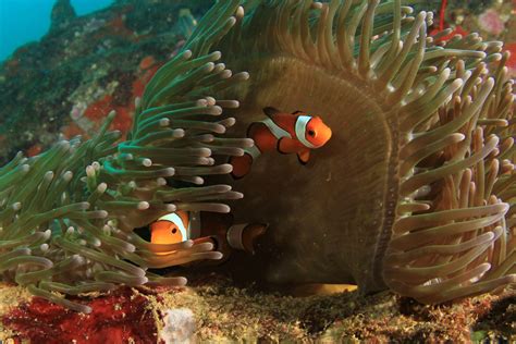 Ningaloo Reef Season — Everything You Need To Know
