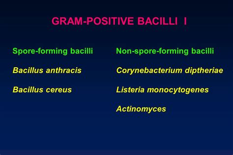 Gram Positive Spore Forming Bacilli
