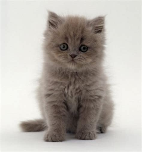 42 Grey White Persian Cat Pictures Cute Siberian Kittens