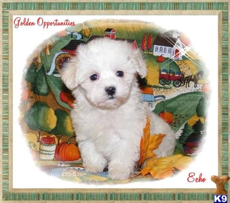 The maltipoo is a dog obtained by breeding a maltese and a toy or miniature poodle.it is one of the most popular desing breeds, is fun. Maltipoo Puppy for Sale: Male Maltipoo Puppies in Michigan. VIDEO 10 Years old