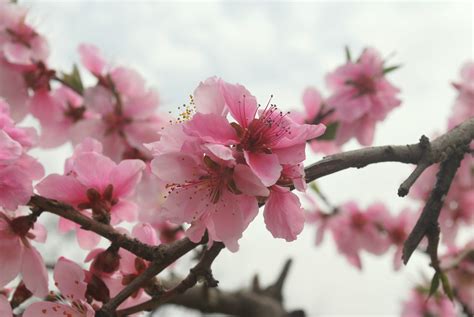 Peach Blossom Free Stock Photo Public Domain Pictures