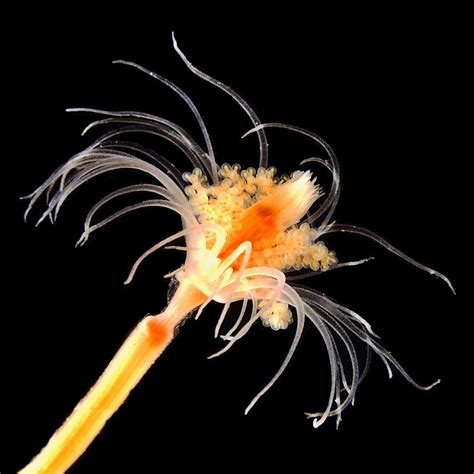 Species New To Science Cnidaria 2017 Additions To The Hydroids