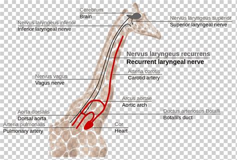 Giraffe Heart Anatomy