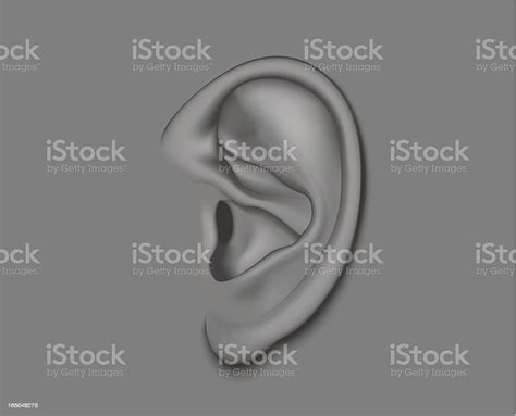 Ear Stock Illustration Download Image Now Earlobe Horizontal