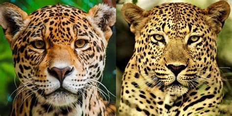 Jaguar V Leopard What Are The Differences Between A Jaguar And A