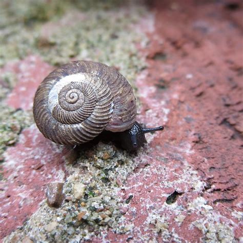 i love snails nature macro maryink flickr