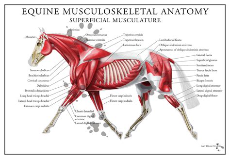 Equine Superficial Muscular System Poster Muscular System Equines