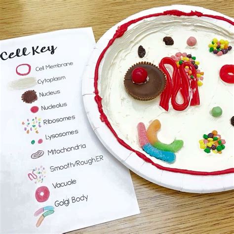 Candy Cell Bodies Science Cells Animal Cell Edible Animal Cell