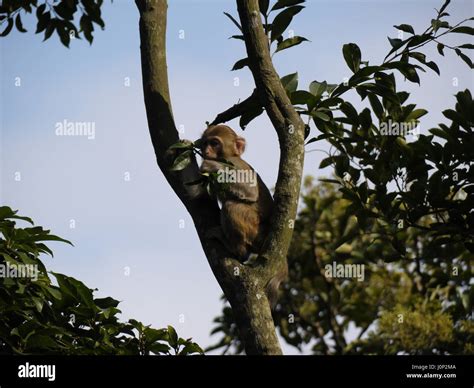 Monkey Climbing Tree Hong Kong Stock Photo Alamy