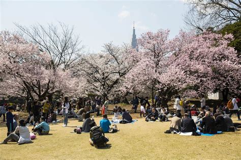 Japan's cherry blossom season may arrive early this year - News - The