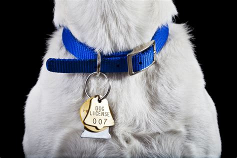 Dog Collar Styles For Every Dog