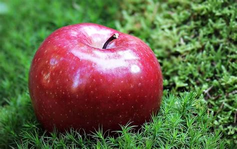 Free picture: fruit, food, red apple, delicious, diet, sweet, nutrition ...