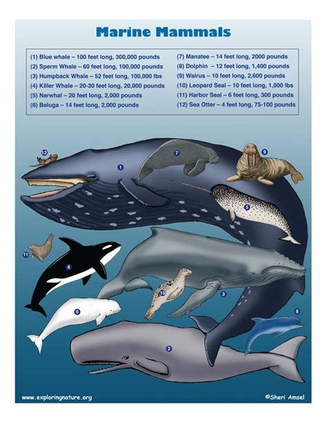 Ocean Mammals