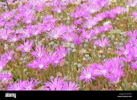 Purple Desert Flowers Stock Photo Alamy