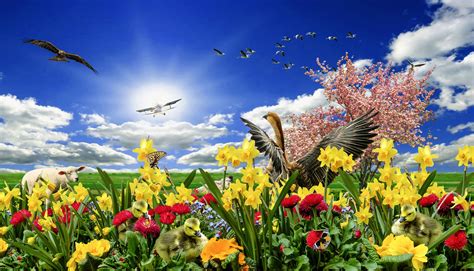 Free photo: Spring Meadow - Awakening, Bird, Blooming - Free Download ...