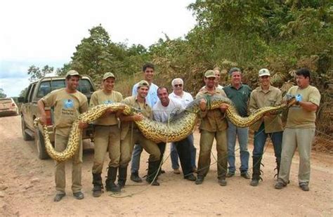 Animals World Largest Anaconda Pictures