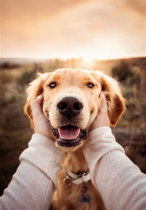 Pin By Heather 🌷 On Goldens Dog Photoshoot Dog Photoshoot Pet