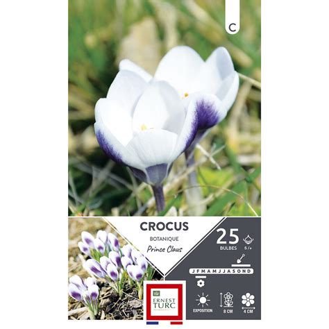 Bulbes crocus chrysanthus prins claus violet bordé blanc 5 x25