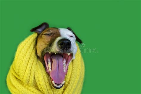 Portrait Of Funny Happy Jack Russell Terrier Dog Yawning Stock Photo