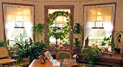 Sansevieria, anthurium, ficus e centinaia di altre piante per il tuo interno casa ti aspettano. Cura delle piante da interno - Horti di Veio