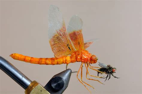 Realistic Dragonfly With Prey Recommended By Fishinglondon