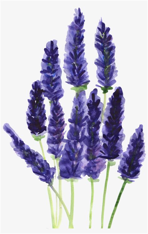 Lavender Flower Png Transparent E Nqixz