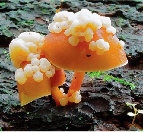 North American Mycological Association Shares Work on Fungi ...