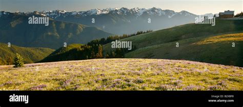 Olympic Mountain Range And Alpine Wildflowers From Hurricane Ridge