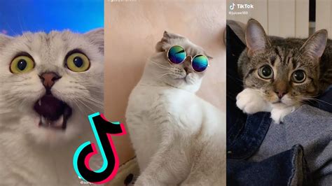 Tiktok Funny Cat Compilation 😹😸😹 Youtube