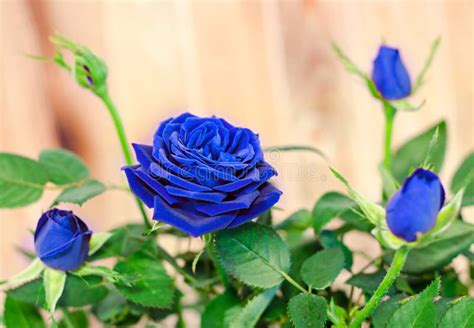 Dark Blue Roses Flower Bush With Buds Green Leaves Close Up Stock