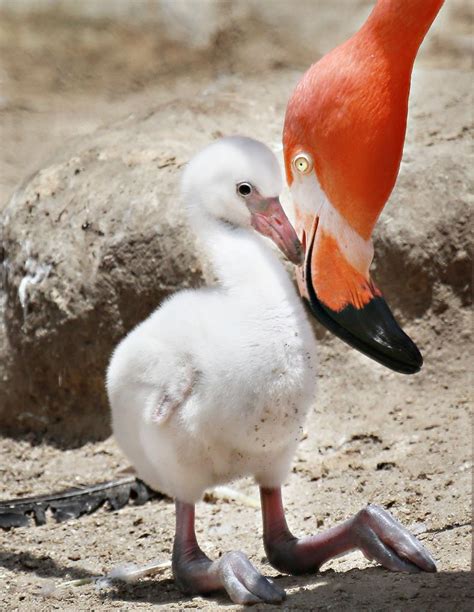 A Mothers Touch Pet Birds Beautiful Birds Flamingo