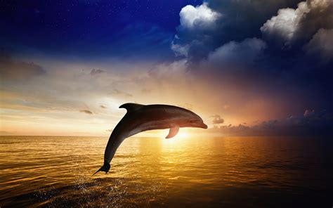 Dolphin Jumping 4k Dolphin Jumping 4k Wallpapers