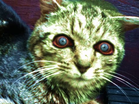 Scaredy Cat Zombie By Epitaphoftwilightce On Deviantart