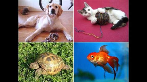 Conoce Las 10 Mascotas Que Puedes Tener En Tu Casa Rpp Noticias