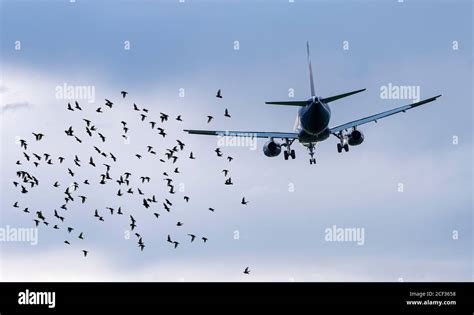 Flock Of Birds In Front Of Airplane At Airport Concept Picture About