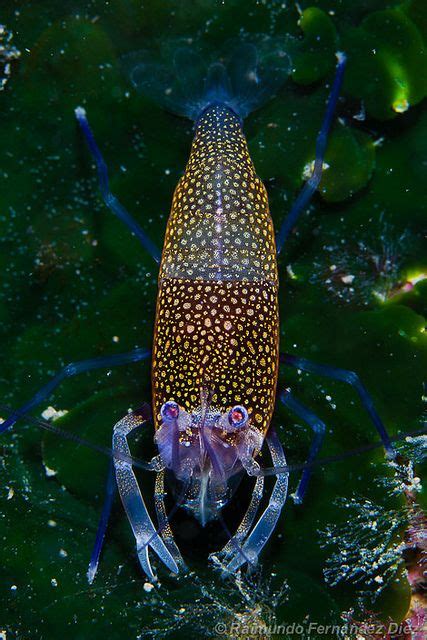 150 Best Marine ⚓ Crustaceans Snails Land And Sea Urchins Images On