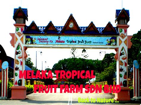 We visited the farm on 9 june. Melaka Tropical Fruit Farm: MOMENT MTFF