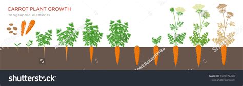 Carrot Plant Growth Stages Infographic Elements Stock Vector Royalty
