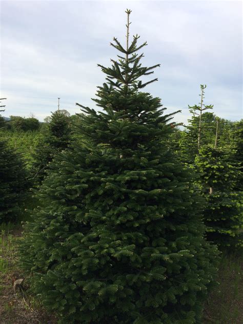 Nordman Fir 10 Pinewood Christmas Trees