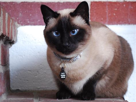 Beautiful Blue Eyed Siamese Cat Wallpapers And Images