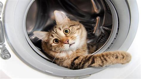 Funny Cats Vs Washing Machines Youtube