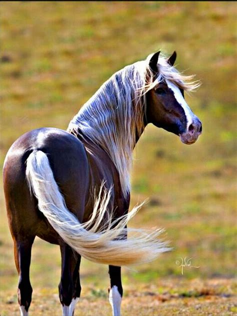 Pin By خالد العبادي Khaled Alabbade On خيول رائعه Wonderful Horses