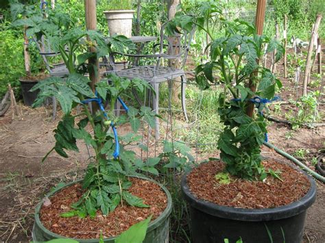Even though many pepper plants are strong and can, therefore, hold themselves upright, they usually do need a bit of support staying upright. Our Subsistence Pattern: In the Garden - Tomatoes & Peppers