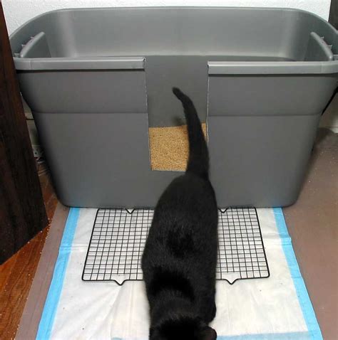 How to prepare for cat birth: Why Is My Cat Spraying and How Can I Fix It? | Litter box ...