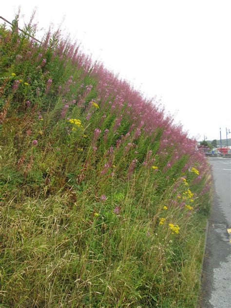 Plant Identification Closed Roadside Flowers In Wales 1 By Weerobin