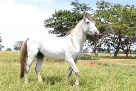 Cavalo Pantaneiro Bbga Portal Embrapa