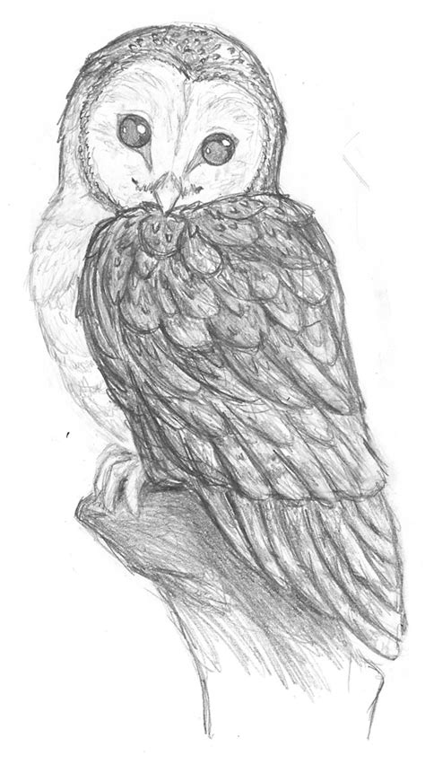 Pencil Sketch Of Owl Pencil Sketches Of Owls Images Owl Pencil Owl