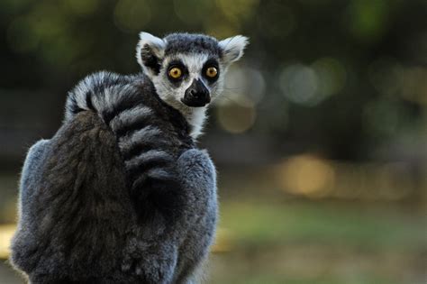 Ring Tailed Lemur Lemur Catta Zoochat