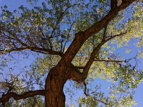 Tree From Below With Blue Sky Picture Free Photograph Photos Public