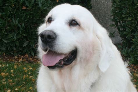 White golden retriever is just one of the names that are used for english goldens. Hill Haven Kennel | English Golden Retriever Health Warranty